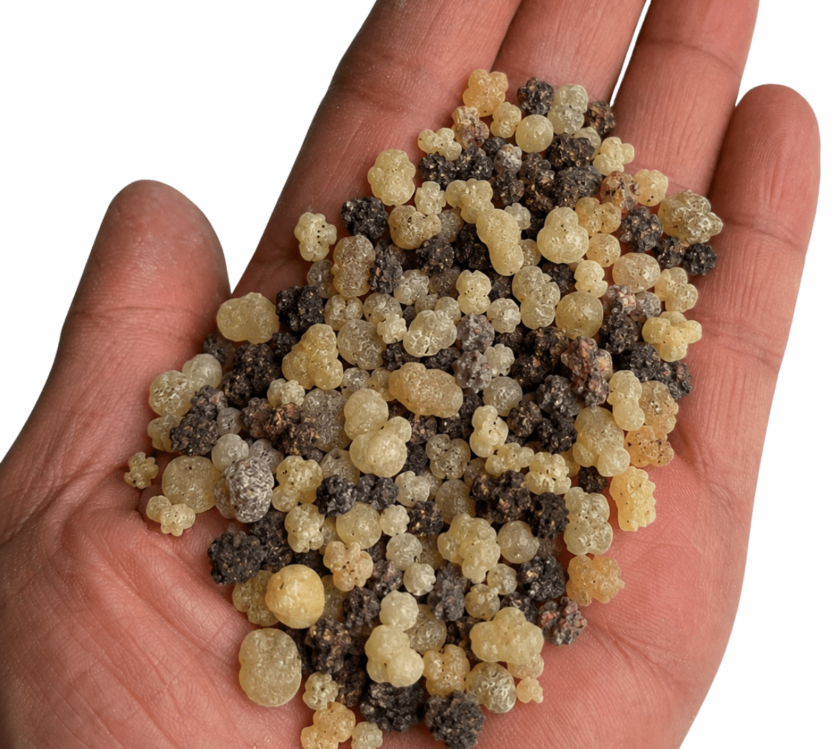 Frankincense & Myrrh Pure Resin Blend — Sacred Offering Incense (Various Weights) - JMJ Catholic Productsvariant